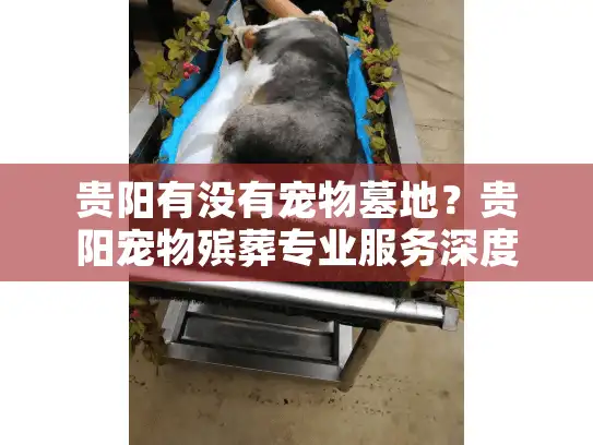 贵阳有没有宠物墓地？贵阳宠物殡葬专业服务深度指南