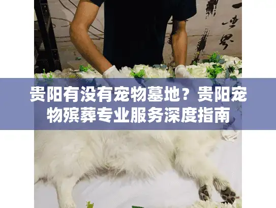贵阳有没有宠物墓地？贵阳宠物殡葬专业服务深度指南