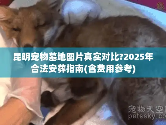 昆明宠物墓地图片真实对比?2025年合法安葬指南(含费用参考)