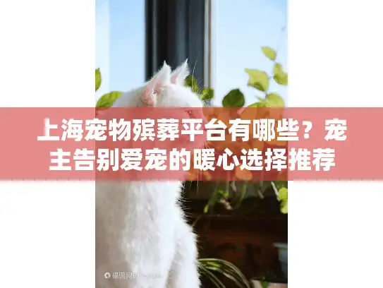 上海宠物殡葬平台有哪些？宠主告别爱宠的暖心选择推荐