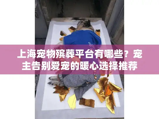 上海宠物殡葬平台有哪些？宠主告别爱宠的暖心选择推荐