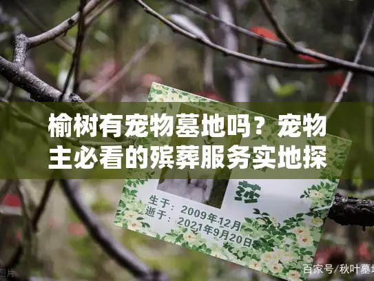 榆树有宠物墓地吗？宠物主必看的殡葬服务实地探访（2025最新版）