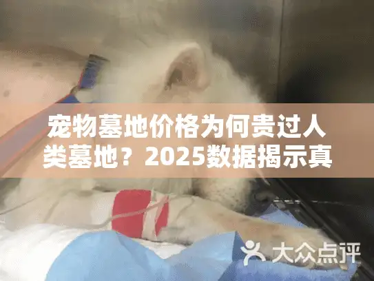 宠物墓地价格为何贵过人类墓地？2025数据揭示真相