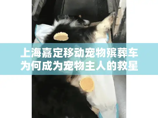 上海嘉定移动宠物殡葬车为何成为宠物主人的救星？