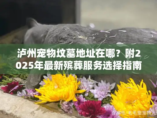 泸州宠物坟墓地址在哪？附2025年最新殡葬服务选择指南