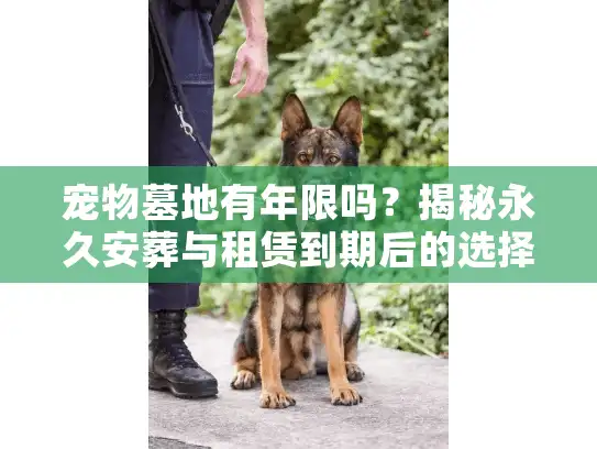 宠物墓地有年限吗？揭秘永久安葬与租赁到期后的选择困境
