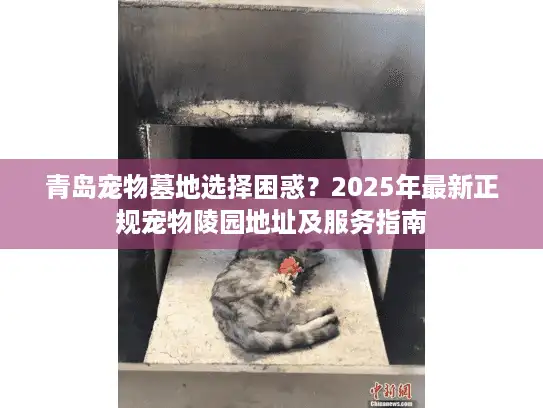 青岛宠物墓地选择困惑？2025年最新正规宠物陵园地址及服务指南