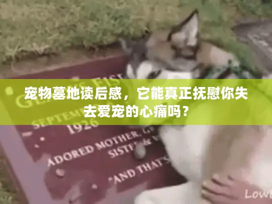 宠物墓地读后感，它能真正抚慰你失去爱宠的心痛吗？