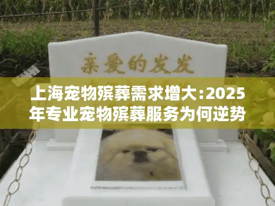 上海宠物殡葬需求增大:2025年专业宠物殡葬服务为何逆势上扬?