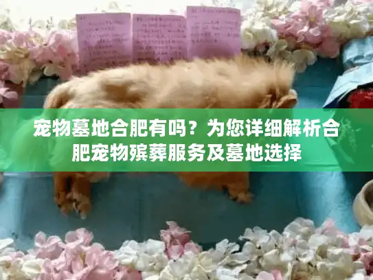 宠物墓地合肥有吗？为您详细解析合肥宠物殡葬服务及墓地选择