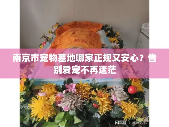 南京市宠物墓地哪家正规又安心？告别爱宠不再迷茫