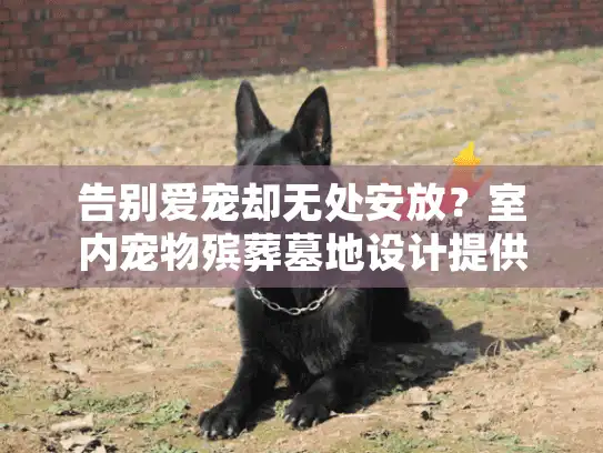 告别爱宠却无处安放？室内宠物殡葬墓地设计提供温暖归宿