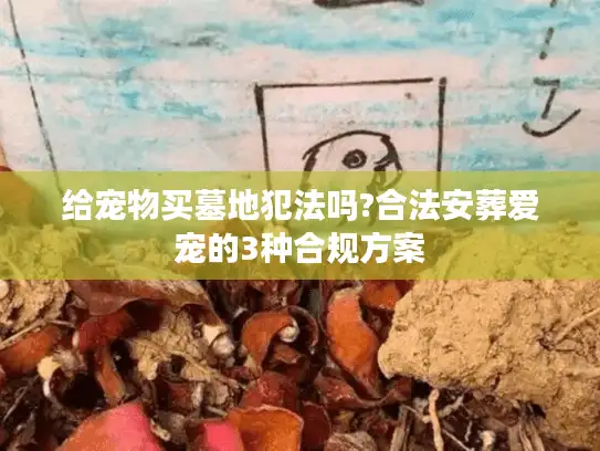 给宠物买墓地犯法吗?合法安葬爱宠的3种合规方案