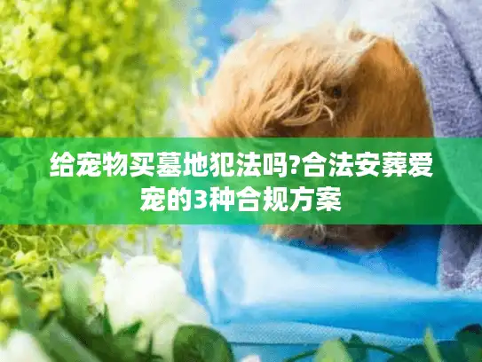 给宠物买墓地犯法吗?合法安葬爱宠的3种合规方案