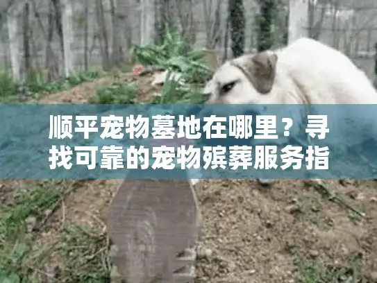顺平宠物墓地在哪里？寻找可靠的宠物殡葬服务指南
