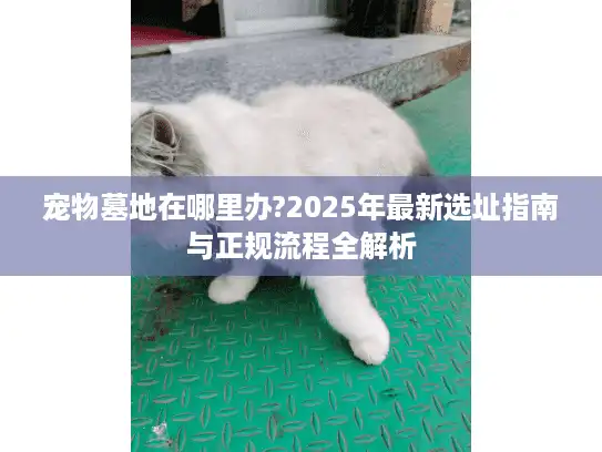 宠物墓地在哪里办?2025年最新选址指南与正规流程全解析