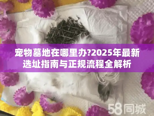 宠物墓地在哪里办?2025年最新选址指南与正规流程全解析