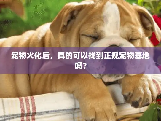 宠物火化后，真的可以找到正规宠物墓地吗？