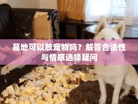 墓地可以放宠物吗？解答合法性与情感选择疑问