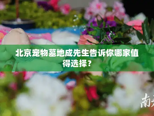 北京宠物墓地成先生告诉你哪家值得选择？