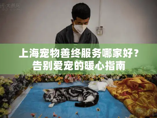 上海宠物善终服务哪家好？告别爱宠的暖心指南