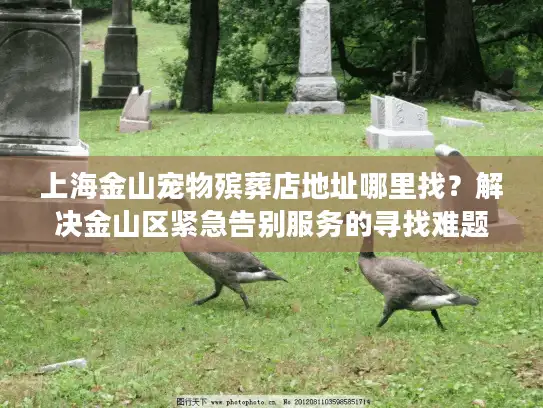 上海金山宠物殡葬店地址哪里找？解决金山区紧急告别服务的寻找难题