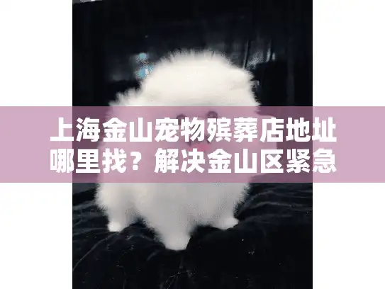 上海金山宠物殡葬店地址哪里找？解决金山区紧急告别服务的寻找难题