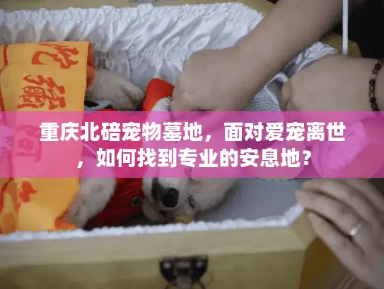重庆北碚宠物墓地，面对爱宠离世，如何找到专业的安息地？
