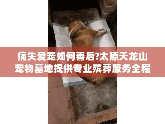 痛失爱宠如何善后?太原天龙山宠物墓地提供专业殡葬服务全程指导