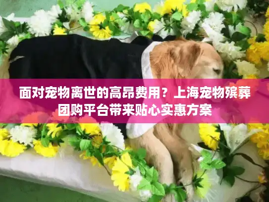 面对宠物离世的高昂费用？上海宠物殡葬团购平台带来贴心实惠方案