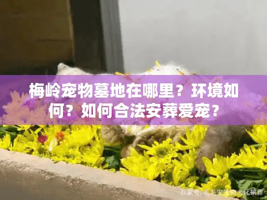 梅岭宠物墓地在哪里？环境如何？如何合法安葬爱宠？
