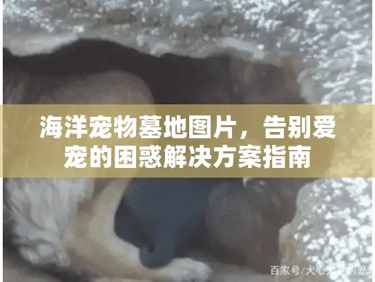 海洋宠物墓地图片，告别爱宠的困惑解决方案指南