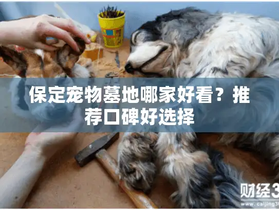 保定宠物墓地哪家好看？推荐口碑好选择