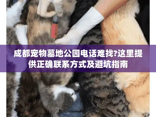 成都宠物墓地公园电话难找?这里提供正确联系方式及避坑指南