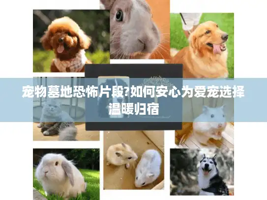宠物墓地恐怖片段?如何安心为爱宠选择温暖归宿