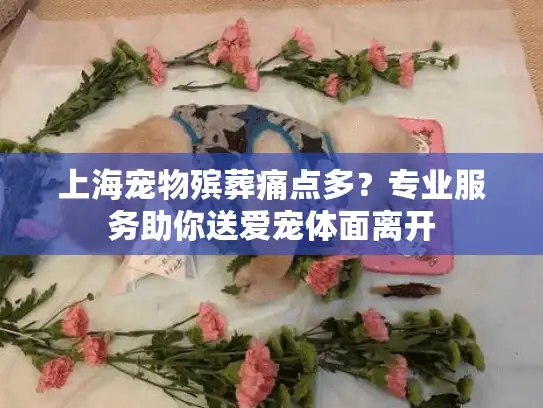 上海宠物殡葬痛点多？专业服务助你送爱宠体面离开