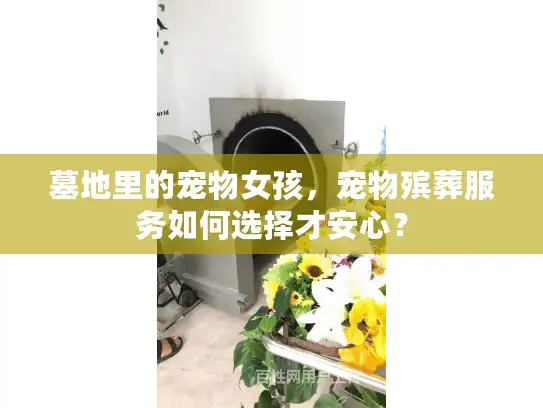 墓地里的宠物女孩，宠物殡葬服务如何选择才安心？