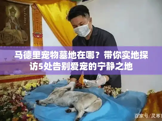 马德里宠物墓地在哪？带你实地探访5处告别爱宠的宁静之地