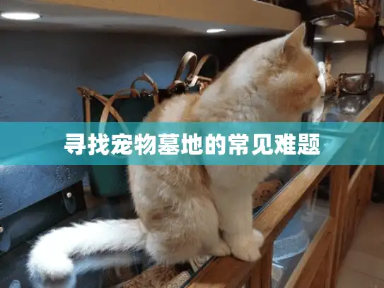 寻找宠物墓地的常见难题