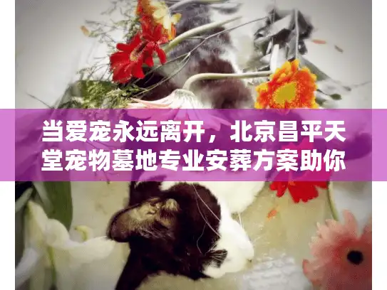 当爱宠永远离开，北京昌平天堂宠物墓地专业安葬方案助你走出伤痛