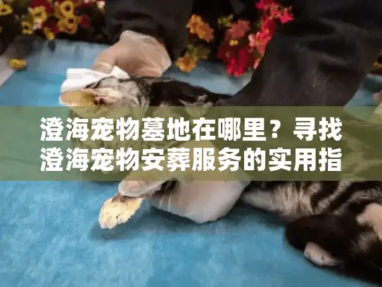 澄海宠物墓地在哪里？寻找澄海宠物安葬服务的实用指南