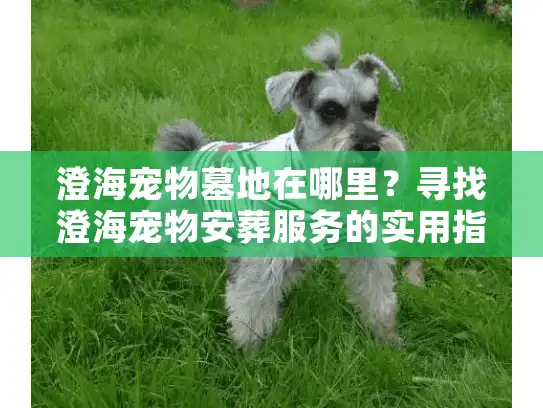 澄海宠物墓地在哪里？寻找澄海宠物安葬服务的实用指南