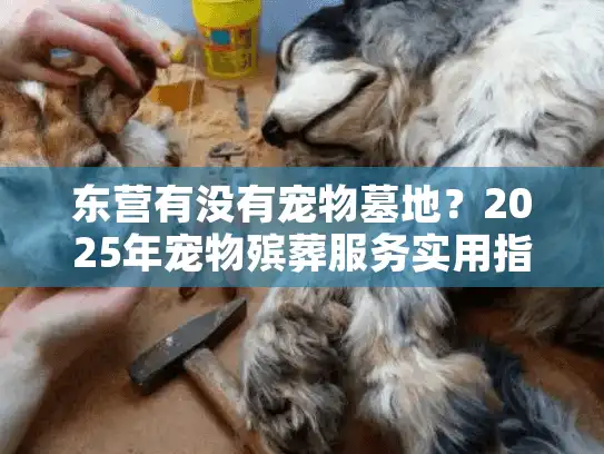 东营有没有宠物墓地？2025年宠物殡葬服务实用指南
