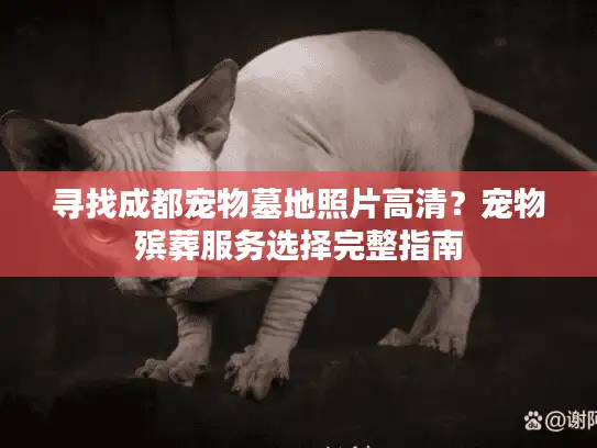 寻找成都宠物墓地照片高清？宠物殡葬服务选择完整指南