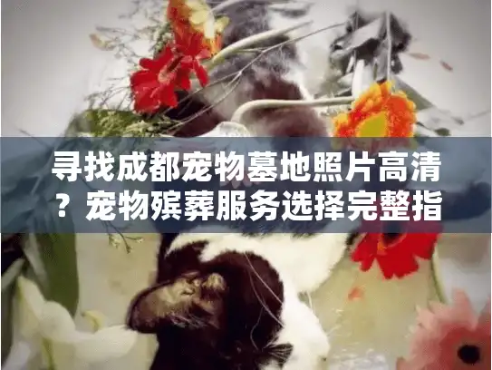寻找成都宠物墓地照片高清？宠物殡葬服务选择完整指南