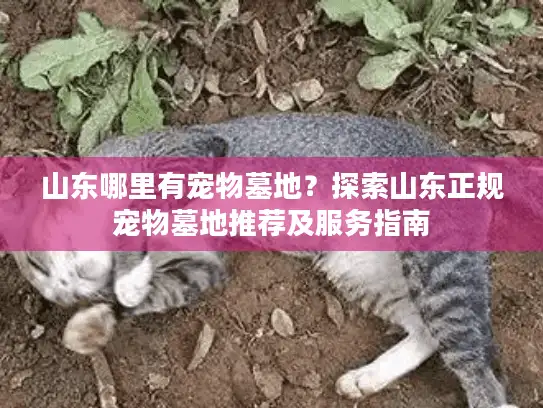 山东哪里有宠物墓地？探索山东正规宠物墓地推荐及服务指南