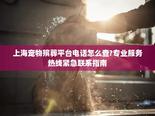 上海宠物殡葬平台电话怎么查?专业服务热线紧急联系指南