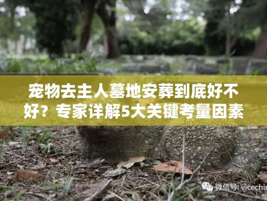 宠物去主人墓地安葬到底好不好？专家详解5大关键考量因素