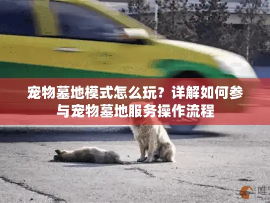 宠物墓地模式怎么玩？详解如何参与宠物墓地服务操作流程