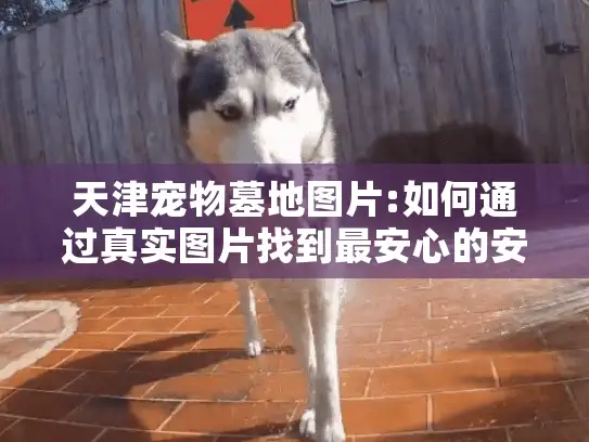 天津宠物墓地图片:如何通过真实图片找到最安心的安息之所?